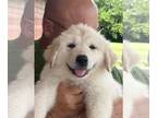 Great Pyrenees PUPPY FOR SALE ADN-447209 - Great Pyrenees Puppy