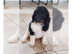 Labradoodle PUPPY FOR SALE ADN-447135 - 8 week old mini Labradoodle