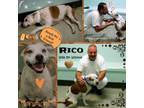 Adopt Rico a Pointer, Pit Bull Terrier