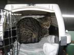 Adopt Feral Cats a Tabby