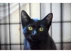 Adopt Sully a American Shorthair