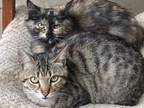 Adopt Marco and Madelaine a Tabby, Torbie