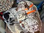 Adopt Rest in Peace Sweet Harry a Dalmatian, Pointer