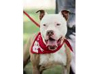 Adopt River a Staffordshire Bull Terrier