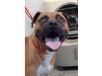 Adopt MICKEY a Red/Golden/Orange/Chestnut - with White Boxer / Pit Bull Terrier