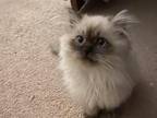 Holiday Special Purebred Persian Kittens
