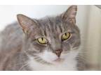 Adopt Fritzy a Gray or Blue Domestic Shorthair / Domestic Shorthair / Mixed cat