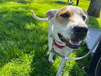 Adopt Morgan a White - with Brown or Chocolate American Pit Bull Terrier / Mixed