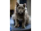 Adopt Oscar a Gray or Blue Nebelung (long coat) cat in NYC, NY (35631323)