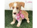 Adopt Lottie a Jack Russell Terrier, Australian Cattle Dog / Blue Heeler