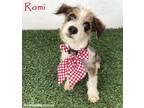 Adopt Romi a Jack Russell Terrier, Australian Cattle Dog / Blue Heeler