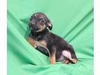 Adopt Kay a Beagle, German Shepherd Dog