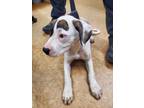 Adopt Griffo a Pit Bull Terrier, Mixed Breed