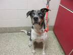 Adopt STANLEY a Catahoula Leopard Dog, Mixed Breed