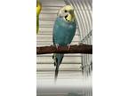 Adopt BLUEBERRY a Parakeet (Ot