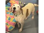 Adopt Pearl a Hound, Mixed Breed