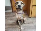 Adopt Janelle a Mixed Breed