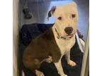 Adopt Evie a Mixed Breed