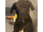 Adopt Percy a Labrador Retriever