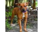 Adopt Sandy a Mixed Breed