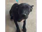 Adopt Sadie a Black Labrador Retriever