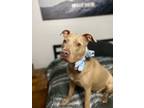 Adopt ADDIE a Mixed Breed