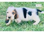 Basset Retriever Puppy for sale in Springfield, MO, USA