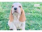 Basset Retriever Puppy for sale in Springfield, MO, USA