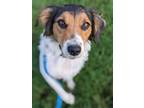 Adopt Claire a Cattle Dog, Beagle