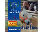 The Strain Family HORSE FARMâs âCamp Horse Saleâ online auction