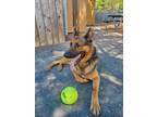 Adopt (ELTON) ROCCO - What a Handsome Boy! a German Shepherd Dog