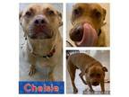 Adopt CHELSIE a Pit Bull Terrier