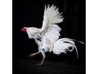 Adopt Roosters Rescued from Co