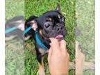 French Bulldog PUPPY FOR SALE ADN-448066 - UNIQUE BLACK FRENCHIE FROM EUROPE