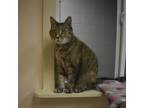 Adopt Kitty/Squeekers a Domestic Short Hair