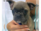 French Bulldog PUPPY FOR SALE ADN-448059 - Puppy for your heart