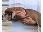 English Bulldog PUPPY FOR SALE ADN-448169 - English Bulldog female pup
