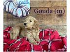 Goldendoodle PUPPY FOR SALE ADN-447854 - Adorable F1B Goldendoodles for sale