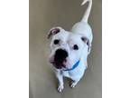 Adopt Max a American Staffordshire Terrier, Boxer