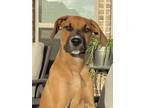 Adopt Reddi a Black Mouth Cur, Mixed Breed