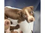 Adopt Lyle a Pit Bull Terrier, Mixed Breed