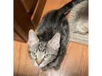Adopt Ernie #super-8-kitten A Tabby, Domestic Short Hair