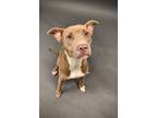Adopt Twlight a Pit Bull Terrier, Mixed Breed
