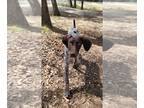 German Shorthaired Pointer DOG FOR ADOPTION ADN-447948 - GSP Juvenile with