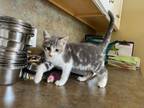 Adopt Bobsie a Dilute Calico, Tabby