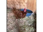 Adopt Hilary Fluff a Chicken