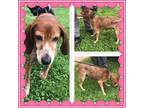 Adopt MOMMA PEAR a English Coonhound