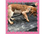 Adopt APPLE a English Coonhound