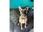 Adopt Angela! a Black Mouth Cur, Pit Bull Terrier
