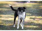 Adopt Delilah a Border Collie, Australian Cattle Dog / Blue Heeler
